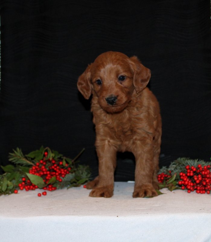 puppy, for, sale, Mini Goldendoodle F1, Matthew B. Stoltzfus, dog, breeder, Gap, PA, dog-breeder, puppy-for-sale, forsale, nearby, find, puppyfind, locator, puppylocator, aca